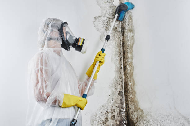 Why You Should Choose Our Mold Remediation Services in Town And Country, MO